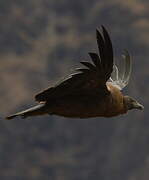 Andean Condor