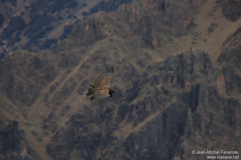 Condor des Andesimmature