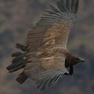 Condor des Andes