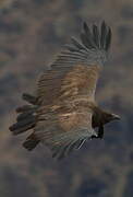 Andean Condor