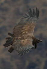 Condor des Andes