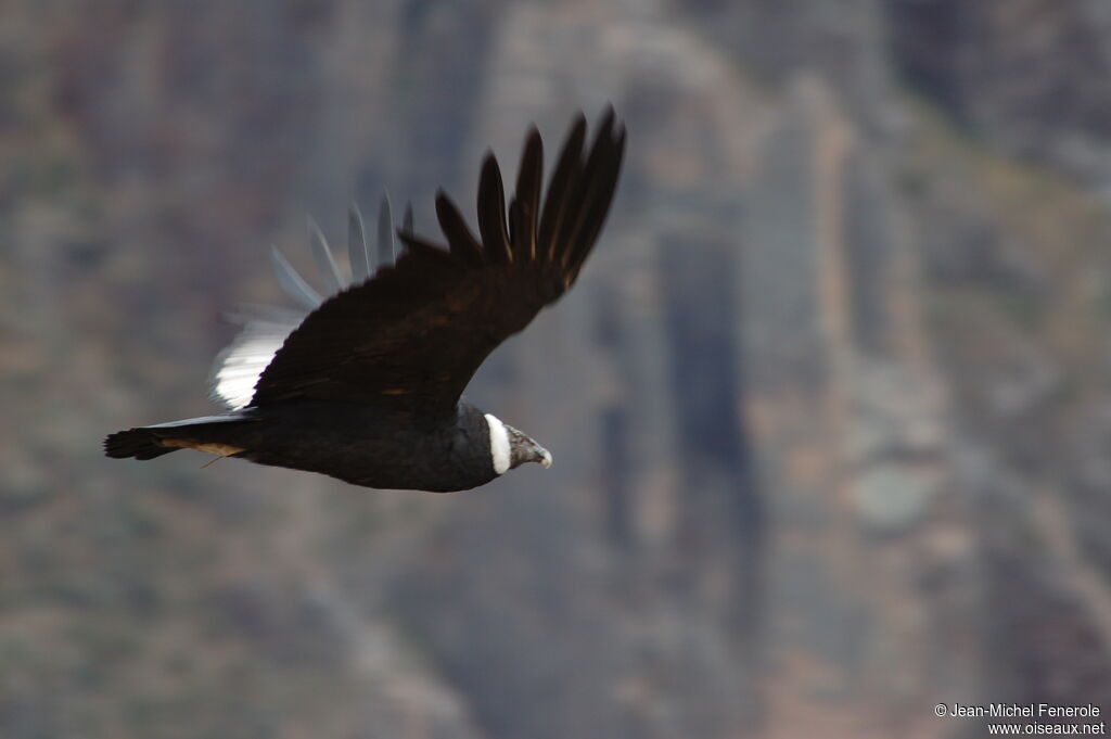 Condor des Andes femelle