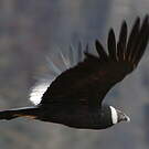Condor des Andes