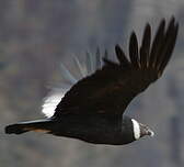 Condor des Andes