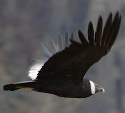 Condor des Andes