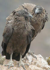 Condor des Andes