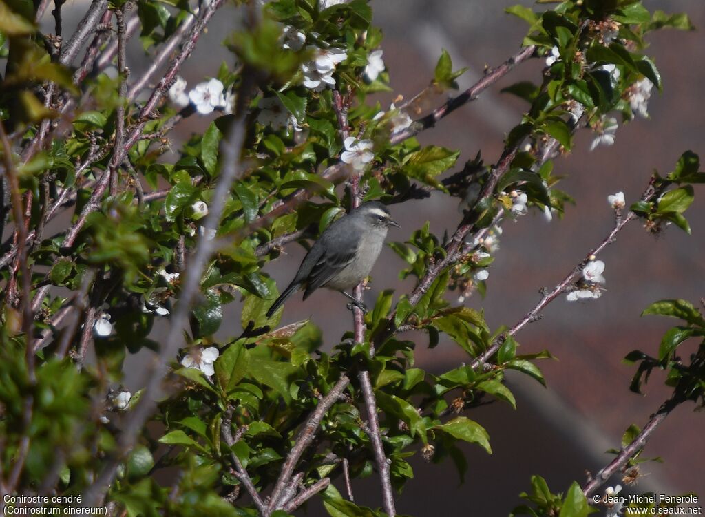 Cinereous Conebill