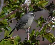 Cinereous Conebill