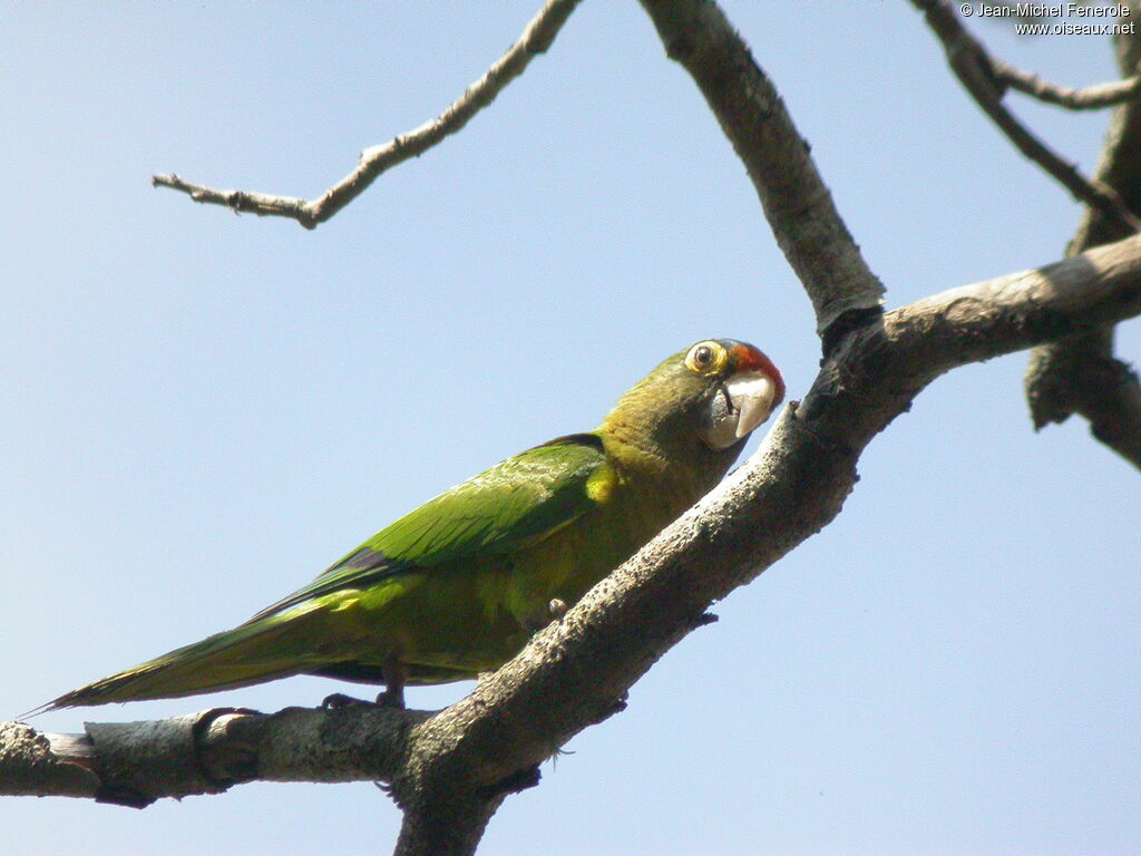 Orange-fronted Parakeet