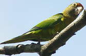 Conure à front rouge