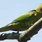 Conure à front rouge