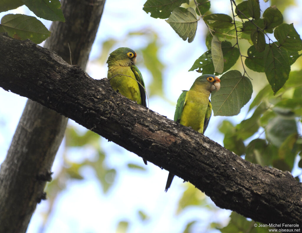 Orange-fronted Parakeetadult