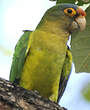 Conure à front rouge