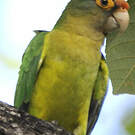 Conure à front rouge