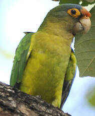 Conure à front rouge