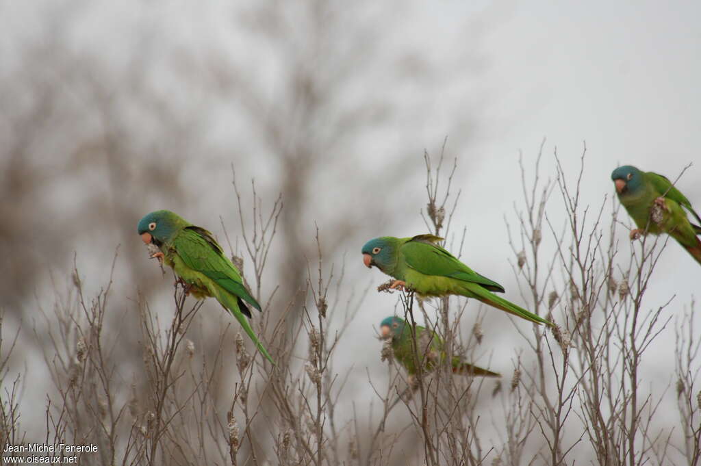 Blue-crowned Parakeetadult, identification