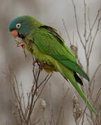 Conure à tête bleue