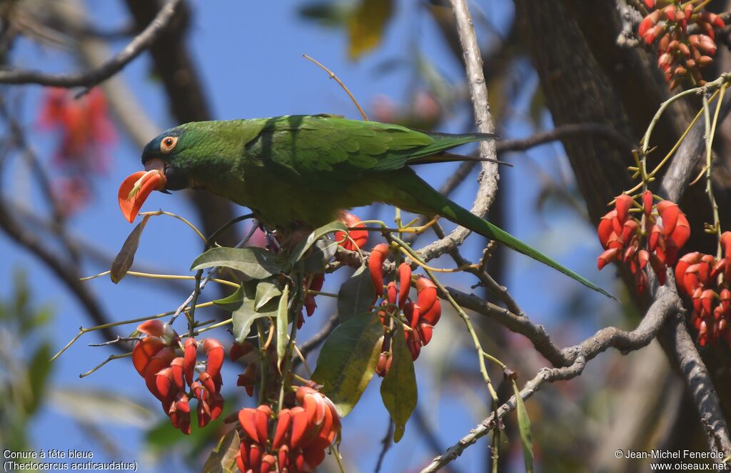 Conure à tête bleue, mange