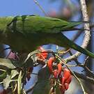 Conure à tête bleue