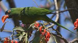 Conure à tête bleue