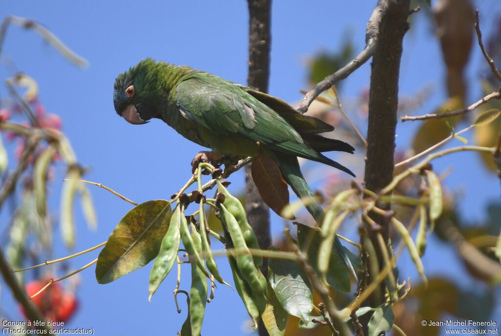 Conure à tête bleue