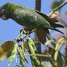 Conure à tête bleue