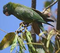 Conure à tête bleue