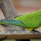 Conure couronnée