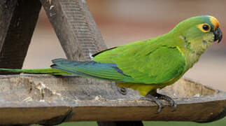 Peach-fronted Parakeet