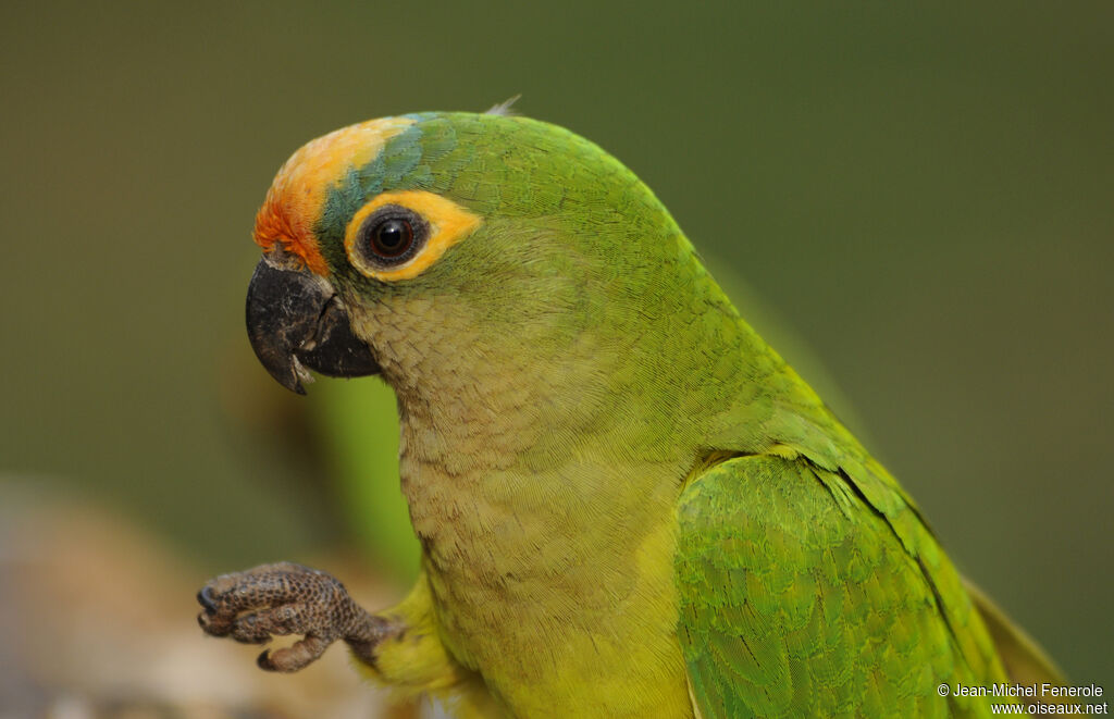 Peach-fronted Parakeet