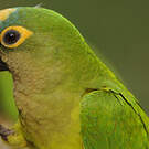Conure couronnée