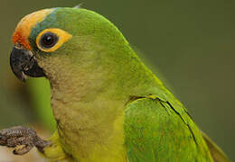 Peach-fronted Parakeet