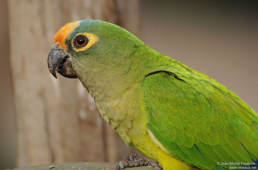 Conure couronnée