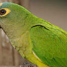 Conure couronnée