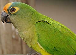 Peach-fronted Parakeet