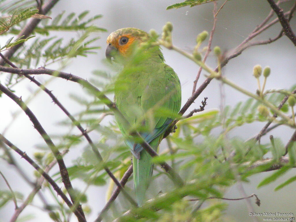 Conure cuivrée