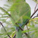 Conure cuivrée