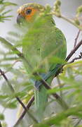 Brown-throated Parakeet