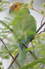 Conure cuivrée