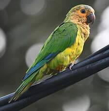 Conure cuivrée