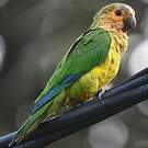 Conure cuivrée