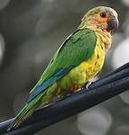 Conure cuivrée