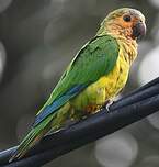 Conure cuivrée