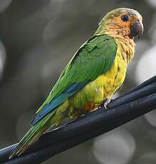 Conure cuivrée
