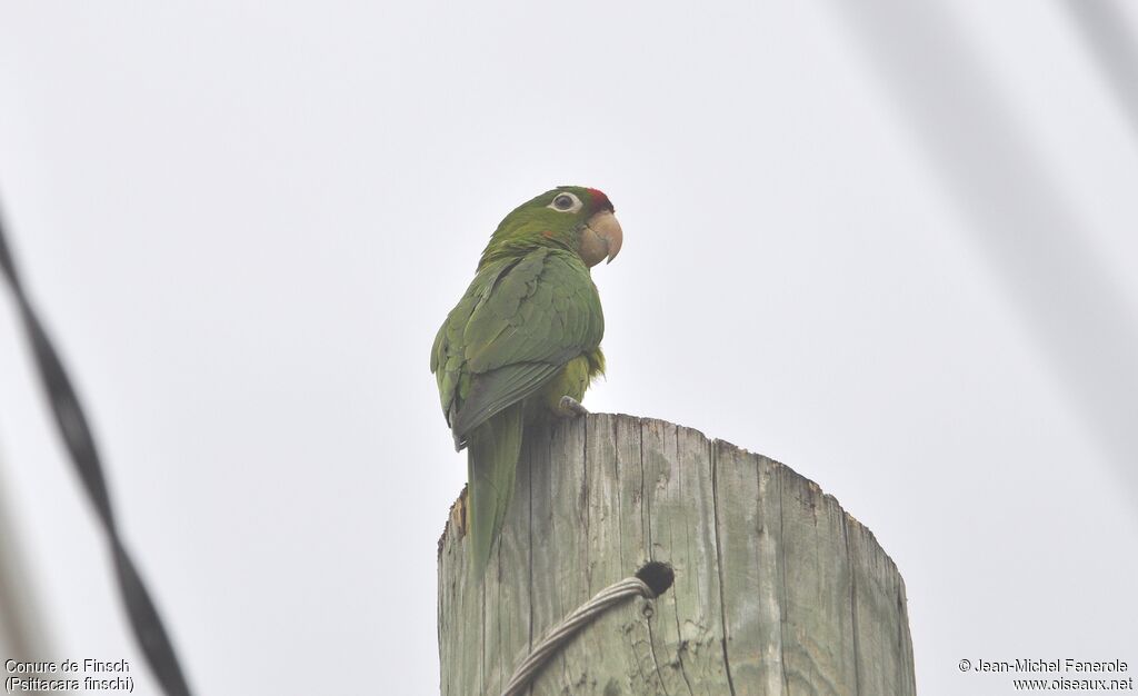 Conure de Finsch