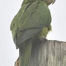 Conure de Finsch