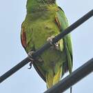 Conure de Finsch