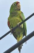 Finsch's Parakeet