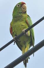 Conure de Finsch