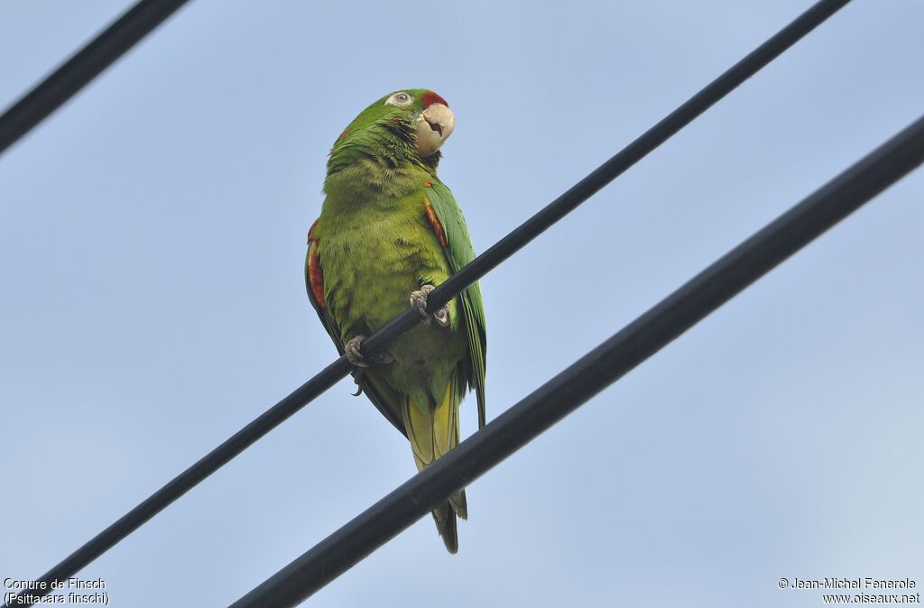 Finsch's Parakeet